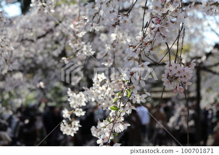 櫻桃樹 100701871