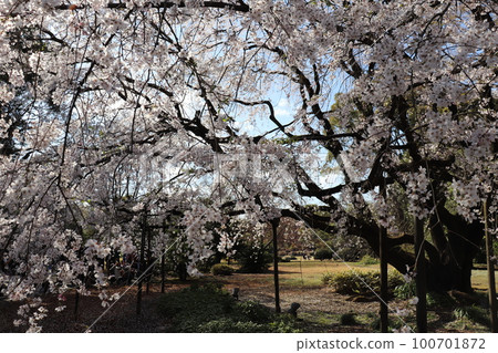 櫻桃樹 櫻桃樹 100701872