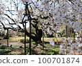 櫻桃樹 100701874