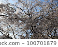 櫻桃樹 100701879