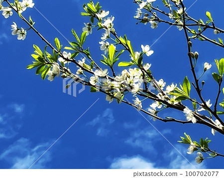藍天和梅樹 藍天和梅樹 100702077