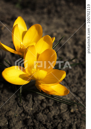 Blooming yellow crocuses. Crocuses as a symbol of spring. Flowering yellow Crocus. 100702119