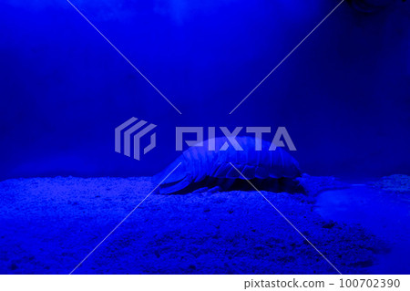 Aquarium giant beetle 100702390