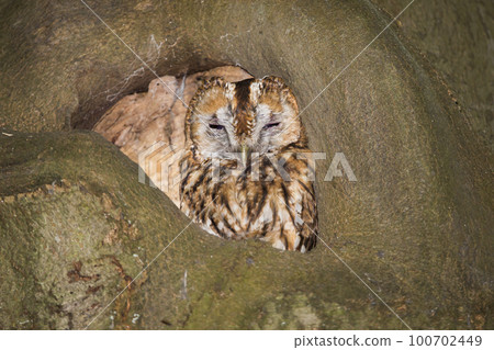 Tawny owl of brown owl (Strix aluco) in a nest hole in a beech tree 100702449