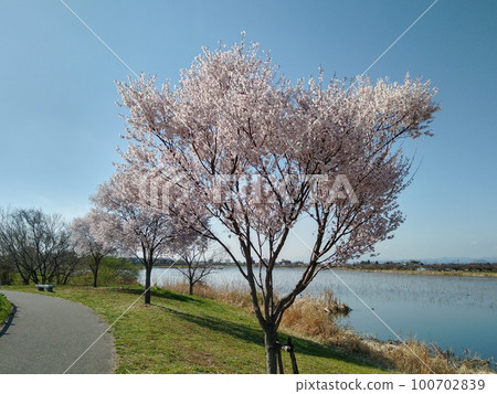藍天下盛開的櫻花 藍天下盛開的櫻花 100702839