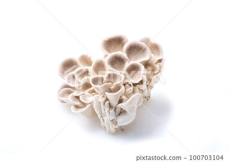 薄平菇、平菇、食用菌、平菇、健康食材 100703104