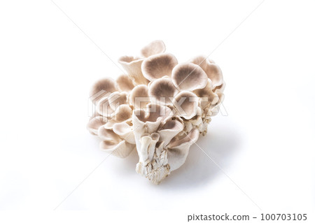 薄平菇、平菇、食用菌、平菇、健康食材 薄平菇、平菇、食用菌、平菇、健康食材 100703105