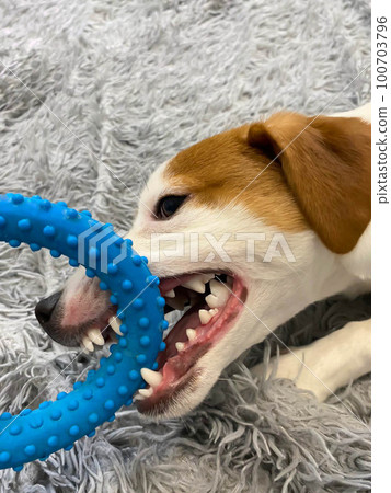 Jack Russell puppy plays with a blue ring with pimples showing his strong teeth 100703796