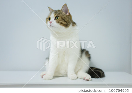 scottish tabby cat isit on table with white isolated background 100704995