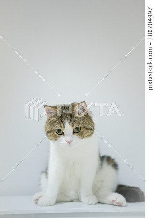 scottish tabby cat isit on table with white isolated background scottish tabby cat isit on table with white isolated background 100704997