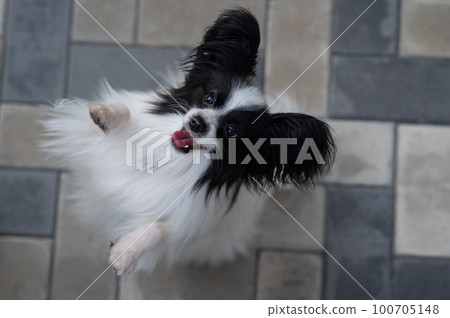 Top view of pappilion dog on the sidewalk. Portrait of a black and white continental spaniel. 100705148