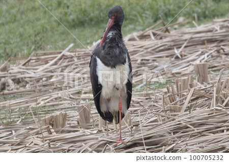 A black stork, a member of the wild stork, a symbol of fertility 100705232