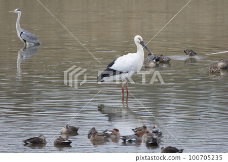 A wild stork, a symbol of fertility 100705235