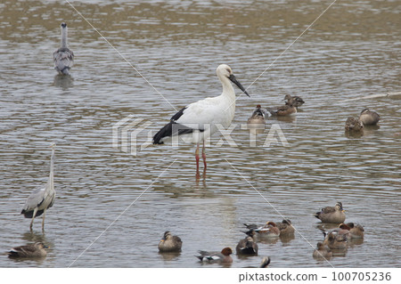 A wild stork, a symbol of fertility A wild stork, a symbol of fertility 100705236