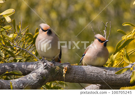 A row of fins on a tree 100705245
