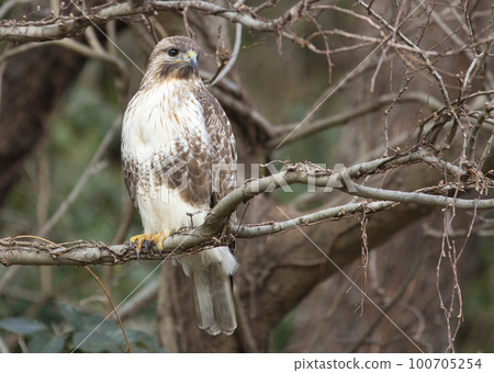 一隻大鷹禿鷹棲息在樹上 100705254