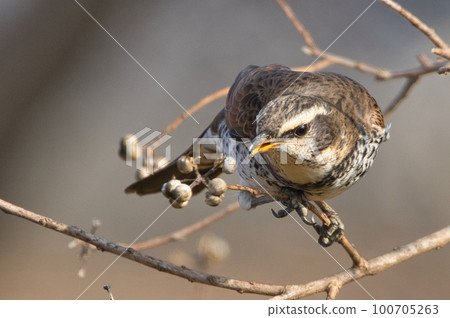 A winter bird thrush trying to eat nuts on a tree A winter bird thrush trying to eat nuts on a tree 100705263
