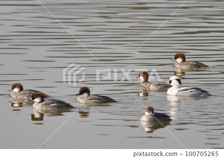 Rare winter bird Miko Isa (panda duck) in a harem 100705265