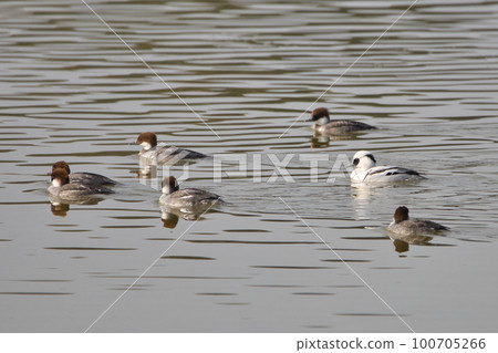 Rare winter bird Miko Isa (panda duck) in a harem 100705266