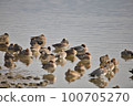 Wigeon 睡在羊群中 100705270