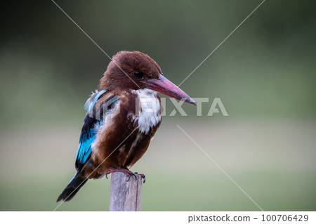 White-throated Kingfisher (Animal Portrait) 100706429