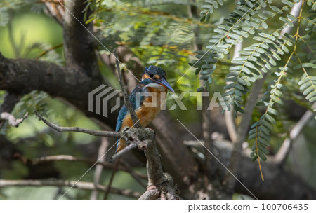 Common Kingfisher on the branch tree (Animal Portrait) 100706435