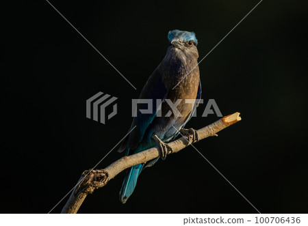 Indian Roller on the branch tree (Animal Portrait) 100706436