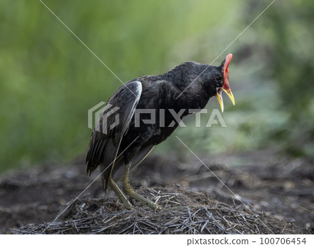 Watercock on the ground ( Animal Portrait ) 100706454