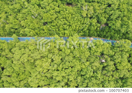 Mangroves forest aerial top view mud coast 100707403