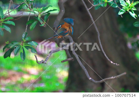 育種玉 育種玉 100707514