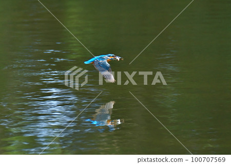 Kingfisher with food secured Kingfisher with food secured 100707569