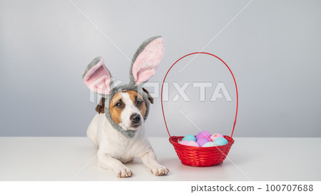 Cute jack russell terrier dog in a bunny rim next to a basket with painted easter eggs on a white background. 100707688