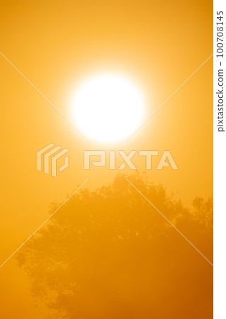 sunset scenes and dusky sky with silhouettes of trees and branches 100708145