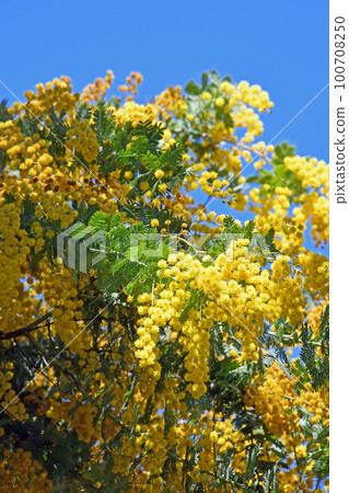 Mimosa 100708250