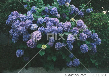hydrangea hydrangea 100711331