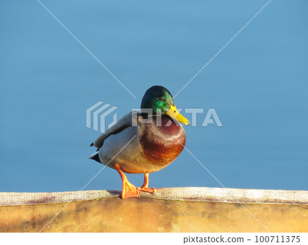 早晨陽光下的公野鴨 早晨陽光下的公野鴨 100711375