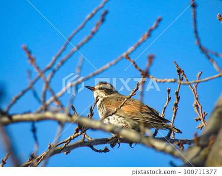 鵝口瘡停留在樹枝上 鵝口瘡停留在樹枝上 100711377