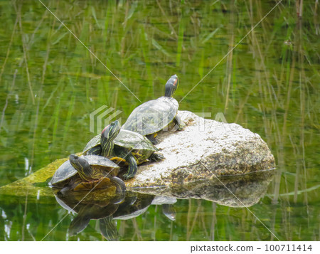 Turtle to dry out the shell Turtle to dry out the shell 100711414