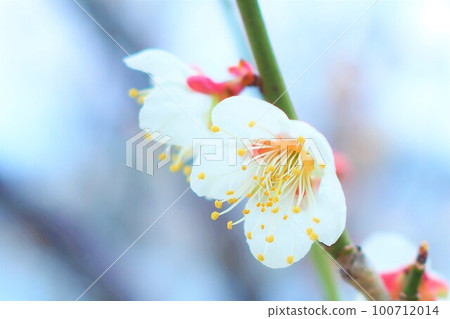 梅花 梅花 100712014