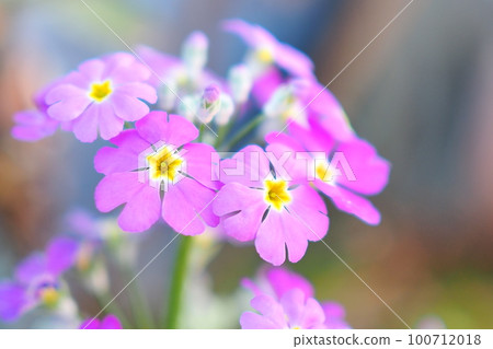 報春花 報春花 100712018