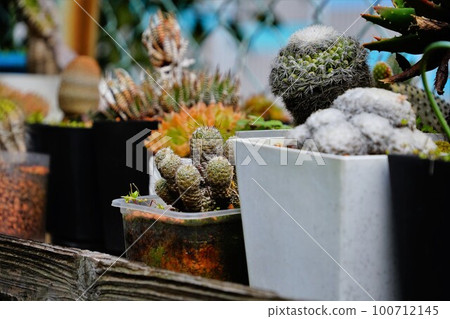 種在花盆裡 種在花盆裡 100712145