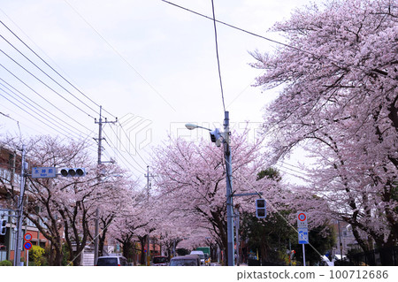 Row of cherry blossom trees near the Suijin-mae intersection 100712686