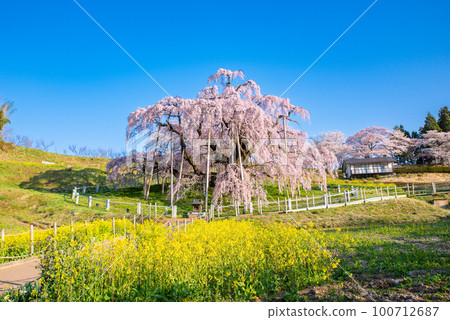 Miharu cherry blossoms in full bloom 100712687