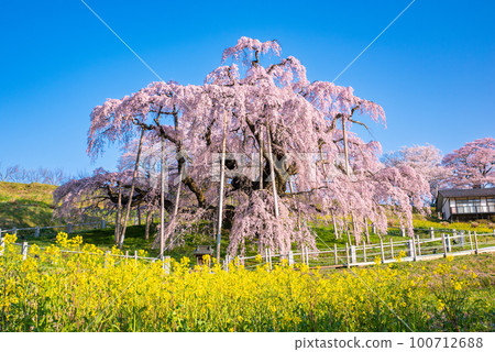 Miharu cherry blossoms in full bloom 100712688