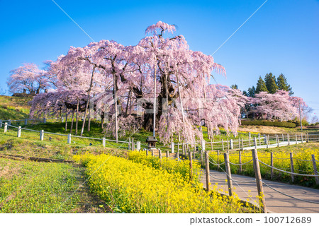 Miharu櫻花盛開 Miharu櫻花盛開 100712689