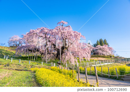 Miharu cherry blossoms in full bloom 100712690