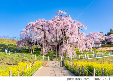 Miharu cherry blossoms in full bloom 100712691
