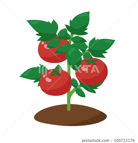 Illustration of a healthy tomato seedling Illustration of a healthy tomato seedling 100713176