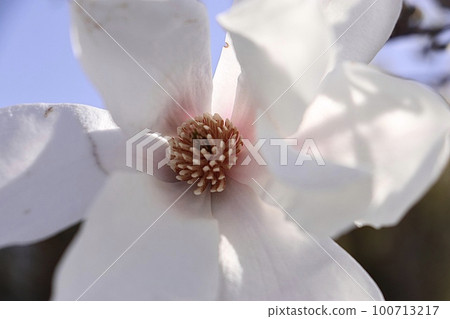 姬小節 (Himekobushi) 盛開 100713217