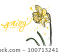 Spring daffodil card yellow color. Narcissus flower Vector watercolor splashes 100713241